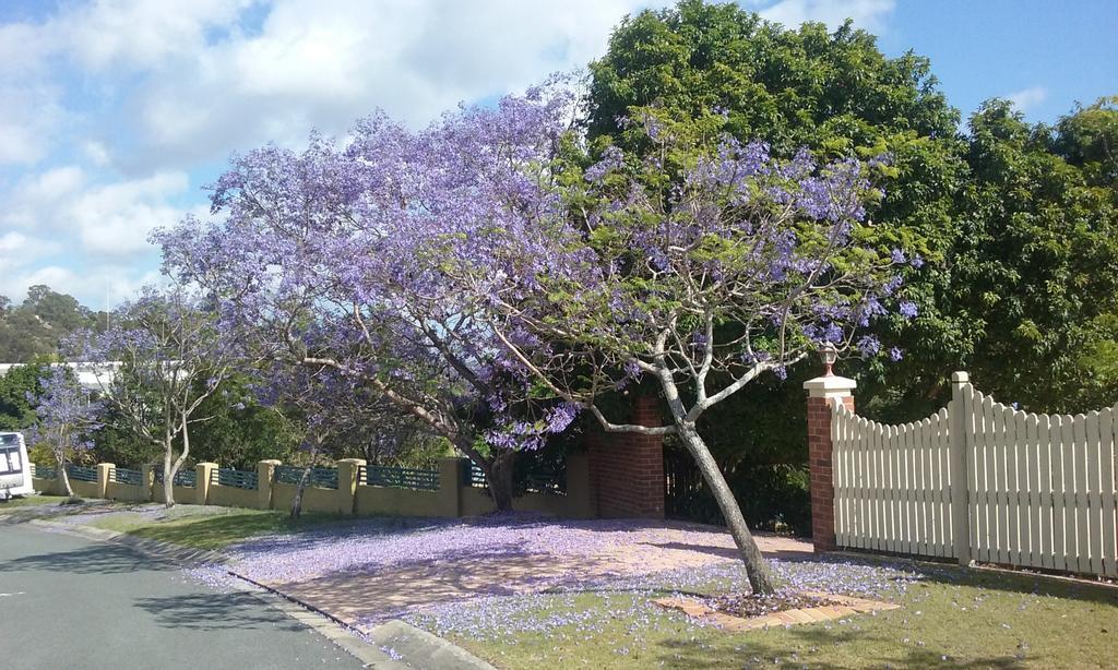 Tranquil Garden Hideaway Διαμέρισμα Ormeau Εξωτερικό φωτογραφία